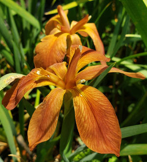 Copper Iris, Iris fulva 'Green II'